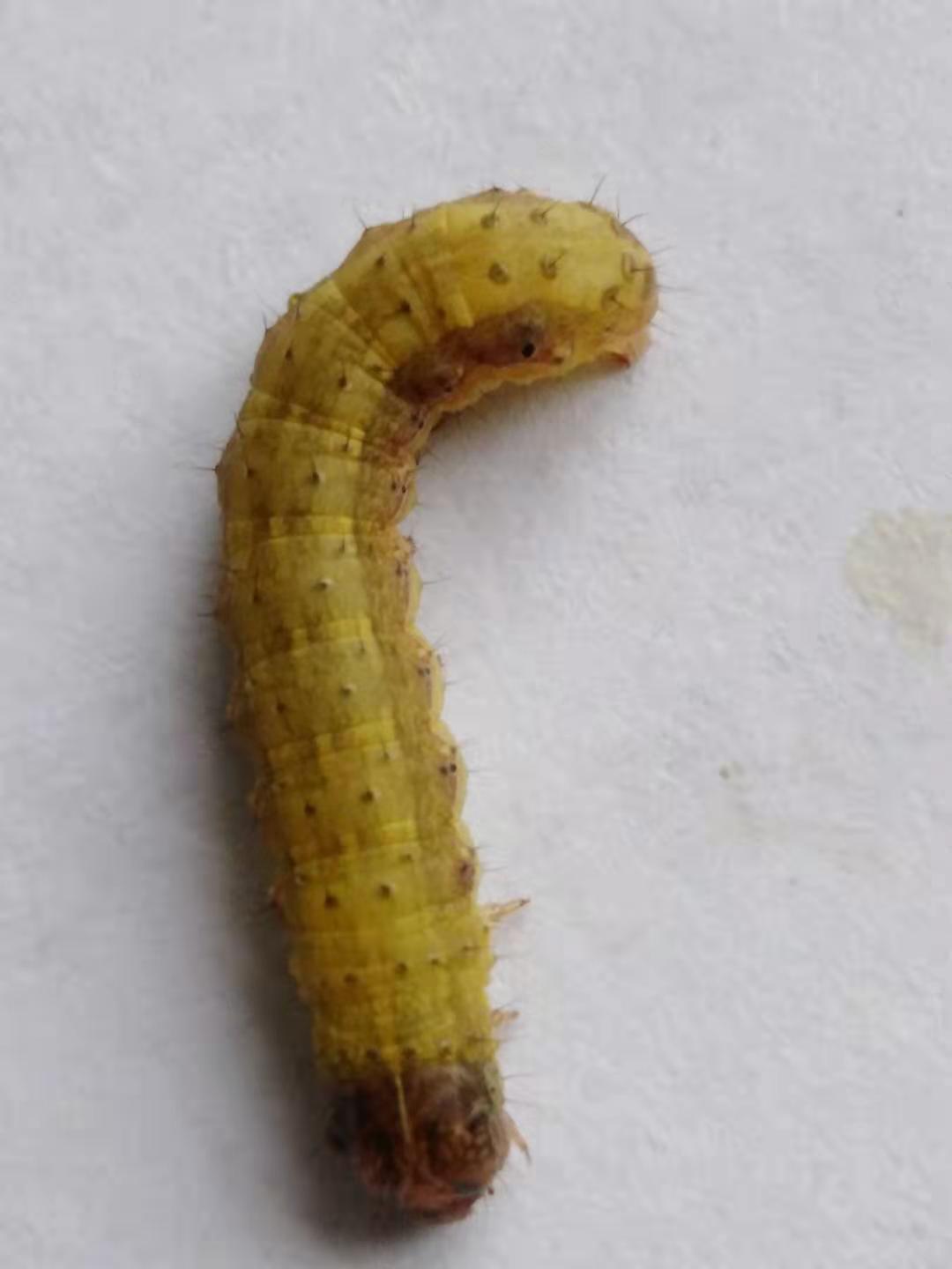 西峡县发现草地贪夜蛾幼虫