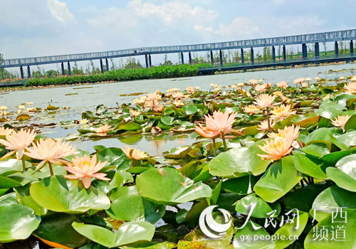 贵港市覃塘区第六届荷花节6月29日盛大开幕