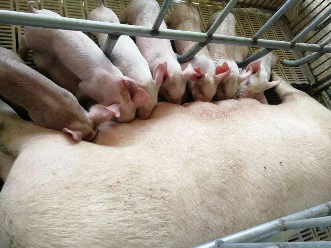 怀孕母猪饲料检测注意了这些关键指标对母猪影响很大