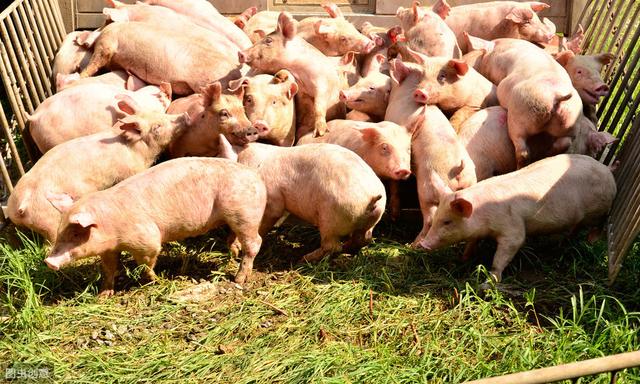 豬吃完飼料嘔吐的原因豬吃料後嘔吐怎麼辦呢