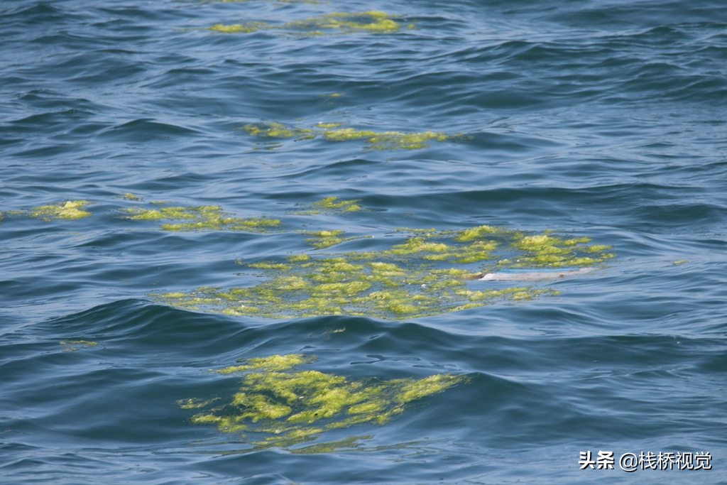 浒苔绿潮连续13年袭山东 青岛历年来受灾最重-搜狐大视野-搜狐新闻
