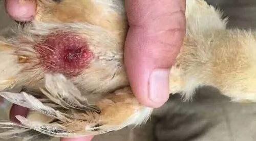 小鸡到底该不该断喙