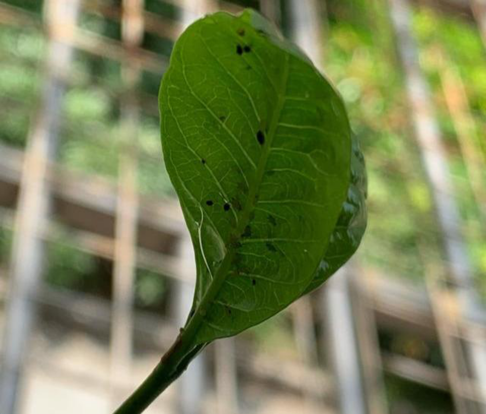 栀子花蚜虫大爆发是蚜虫难防治还是方法不太对教你一招灭蚜