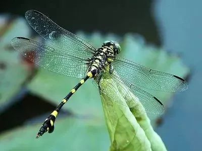 崇明人的夏天这些热情又有趣的小动物你认识几个