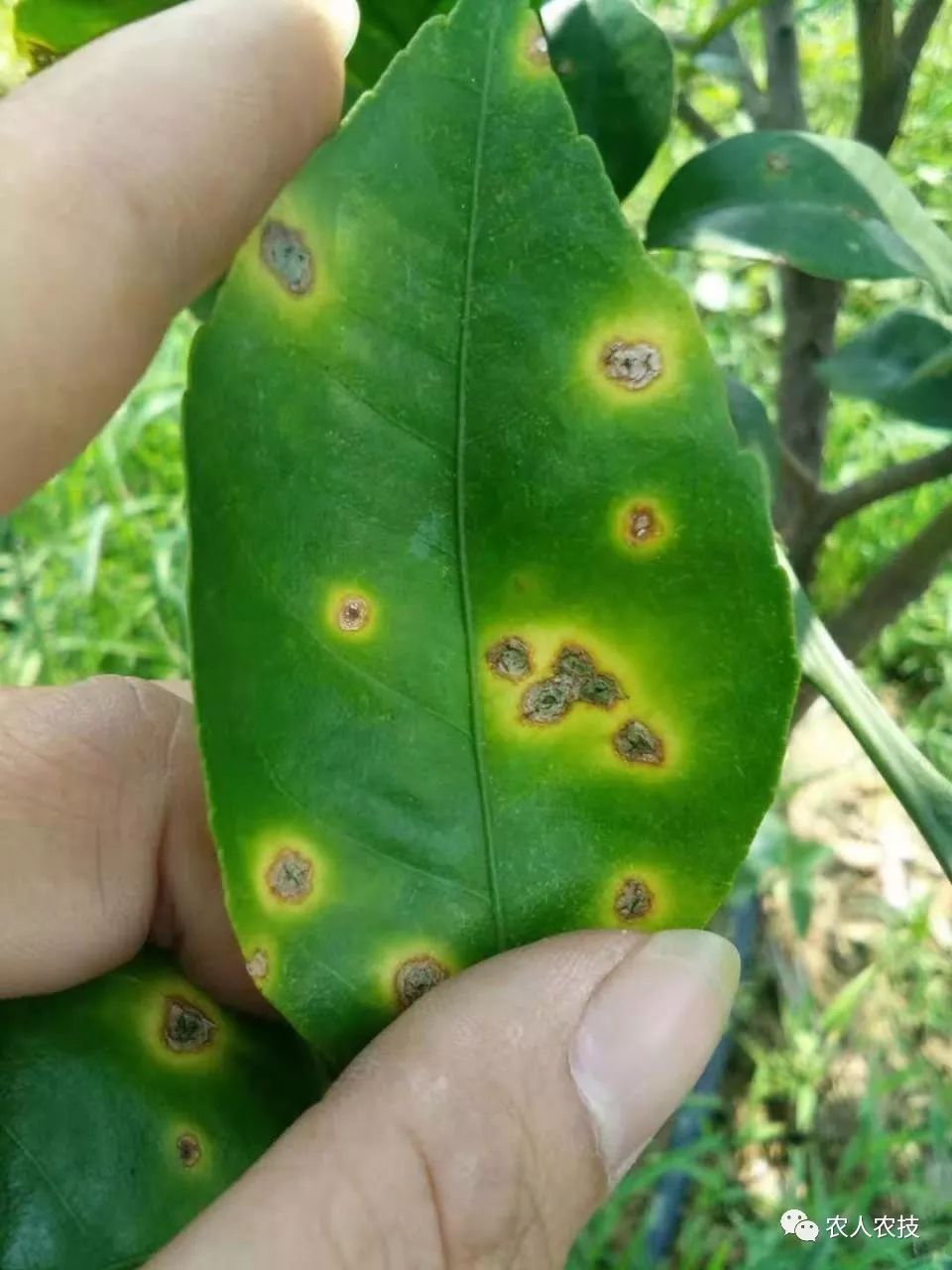 很稳定,可以混入其中,在果树上起到防病的同时又有防采前落果的作用