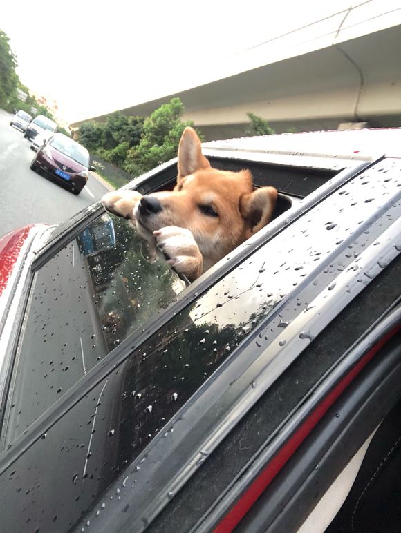 车窗里探出一个狗头并非被城里的繁华吸引而是因为