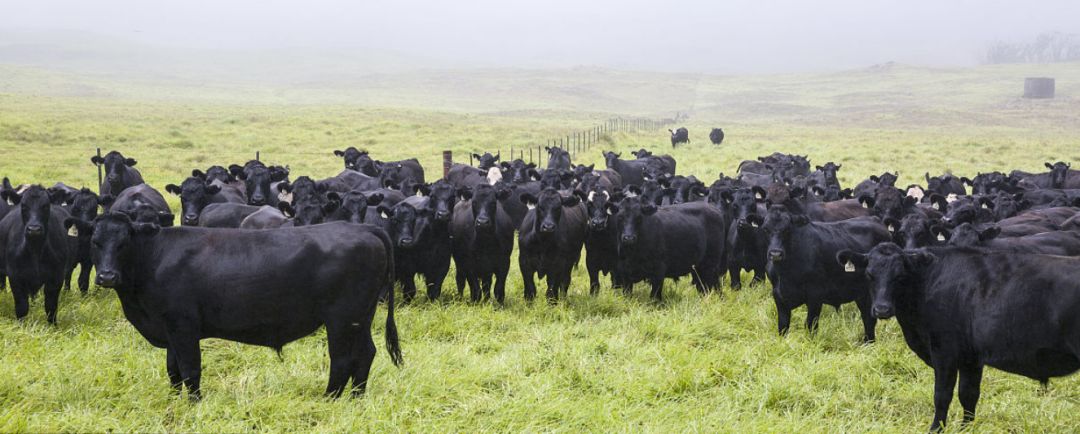 安格斯牛怎么样为什么有人说不要养安格斯牛