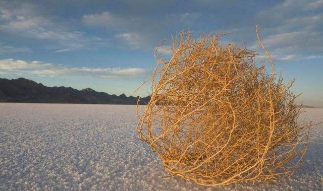 号称世界最能跑的植物,在荒漠地区,那个会滚的草是什么?