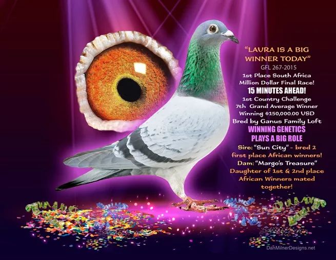 图集邀您欣赏甘纳斯鸽舍的顶级战将