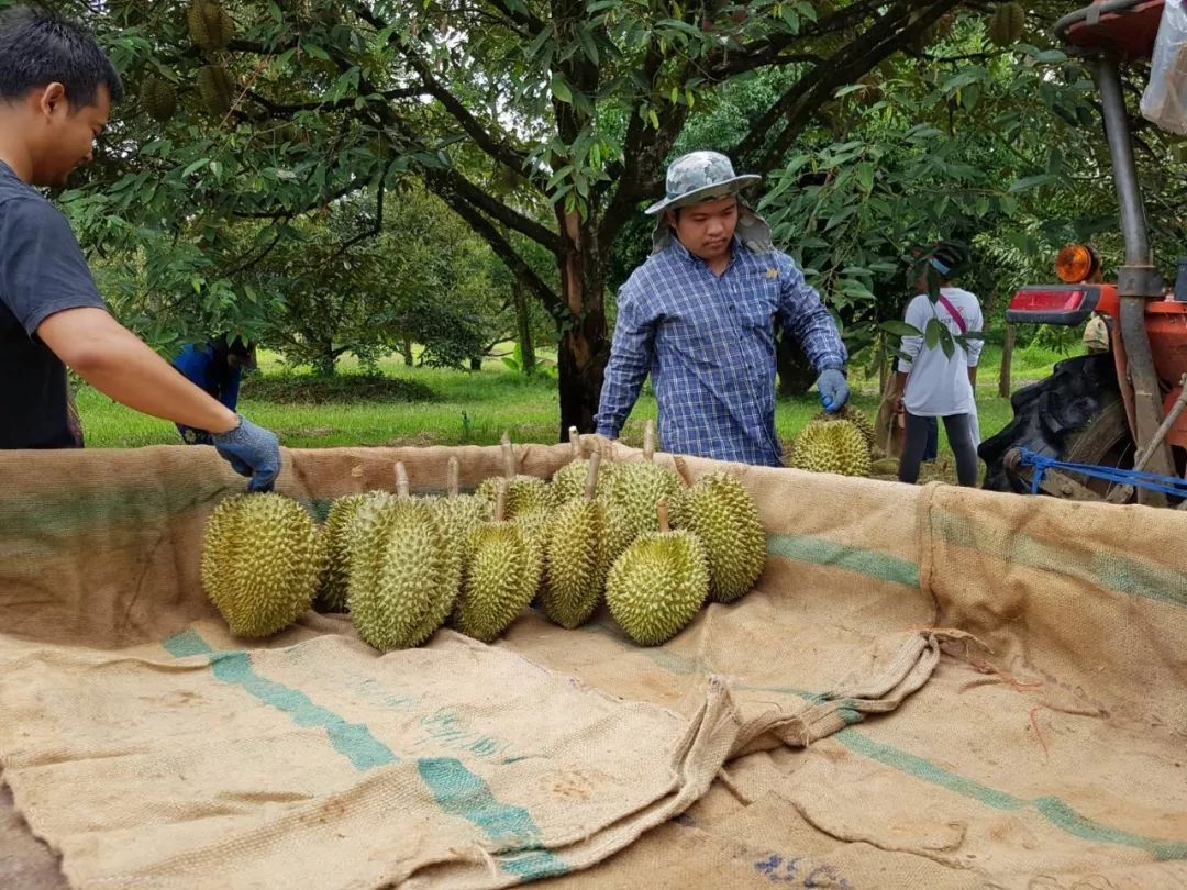 泰国cp金枕榴莲再度驾临郑州卜蜂莲花