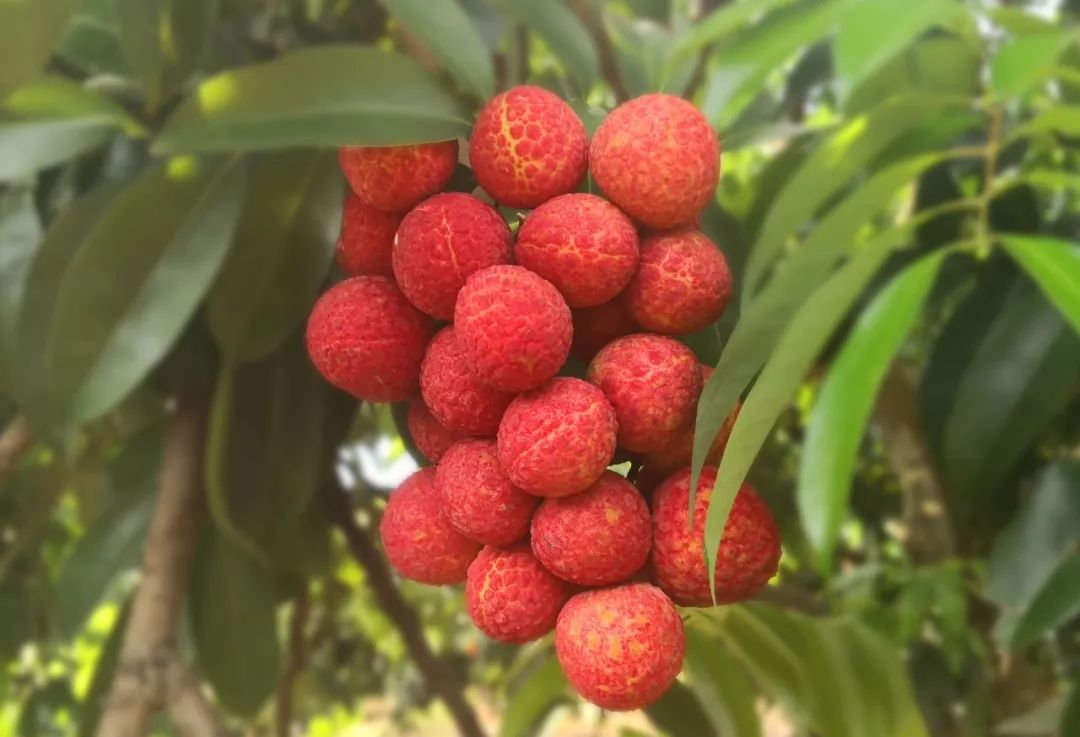 玩转采摘季!在斗门,酸酸甜甜过夏天