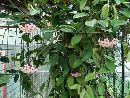 6月养花选它,丢水里就能活,开花一串串,香味飘满屋!