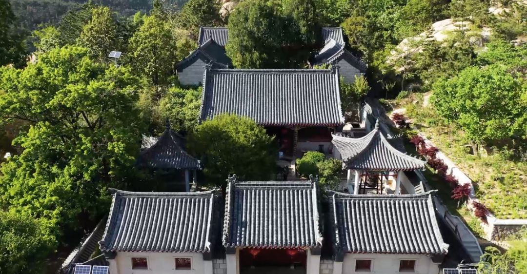 美丽乡村千亩茶田万里飘香晓望村