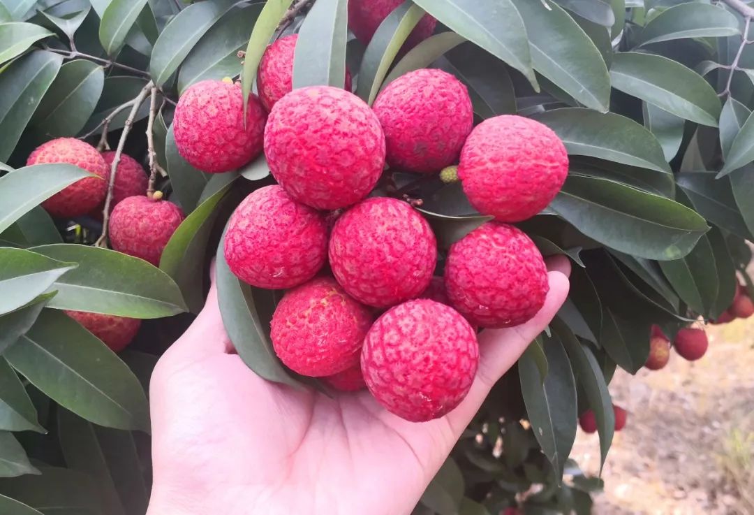 人知御金球是斗门特有的荔枝品种珠海市黄杨御金球荔枝专业合作社导航