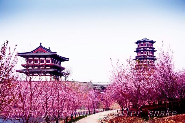 瀍壑朱樱是洛阳八小景之一.