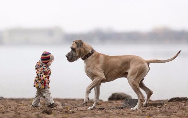 宠物医生:不要再把狗狗当孩子养了,你这样只会害了它