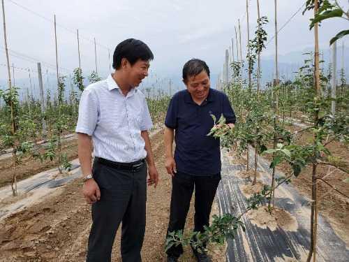 灵宝市故县镇孔家营村科技支撑产业扶贫新引擎