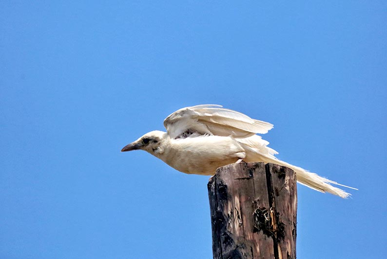 张掖摄影家户外拍摄到罕见白喜鹊