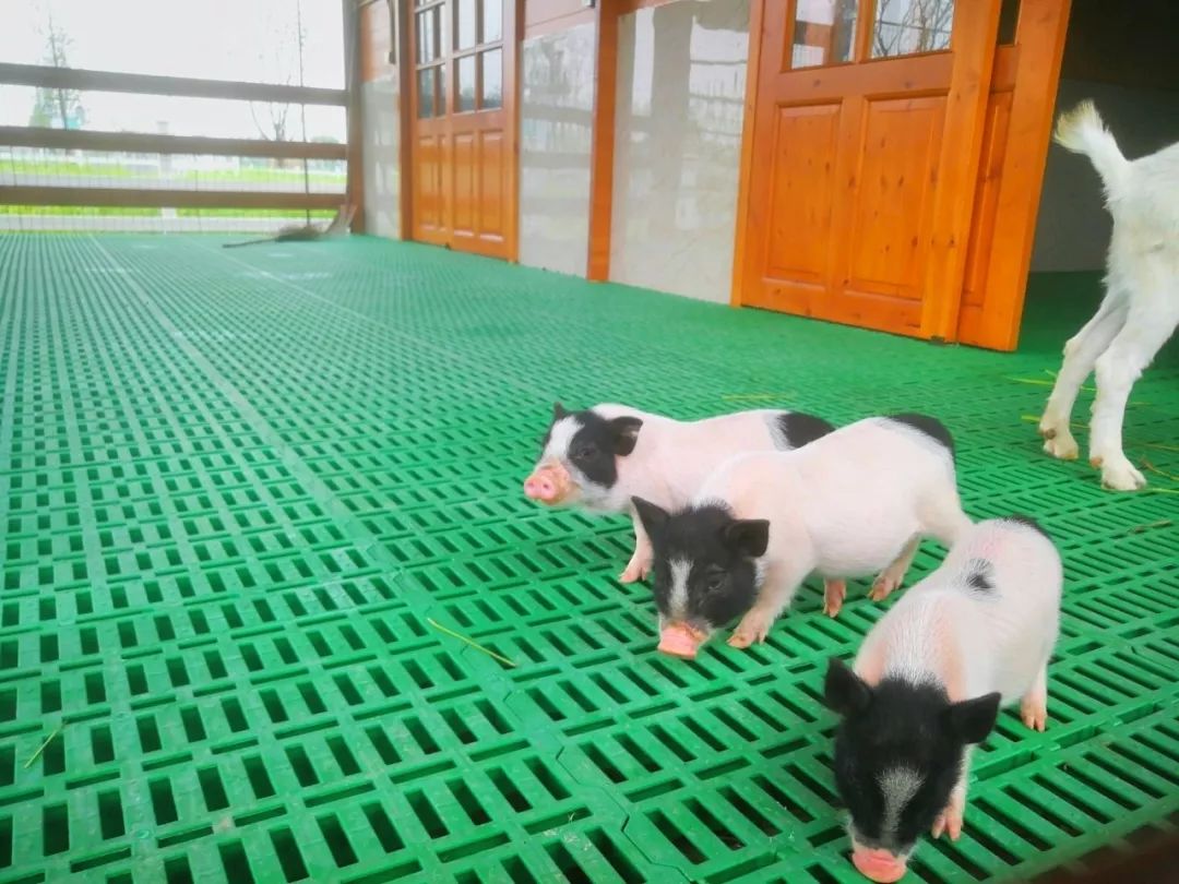 有奖征集网红萌宠小香猪迷人的波尔多羊傲娇的大白鹅扎堆等你来取名