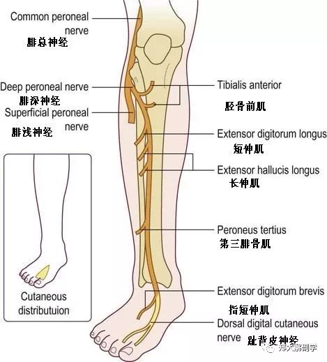 收肌管位置示意图图片