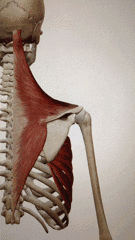 肩胛骨下回旋综合征图片