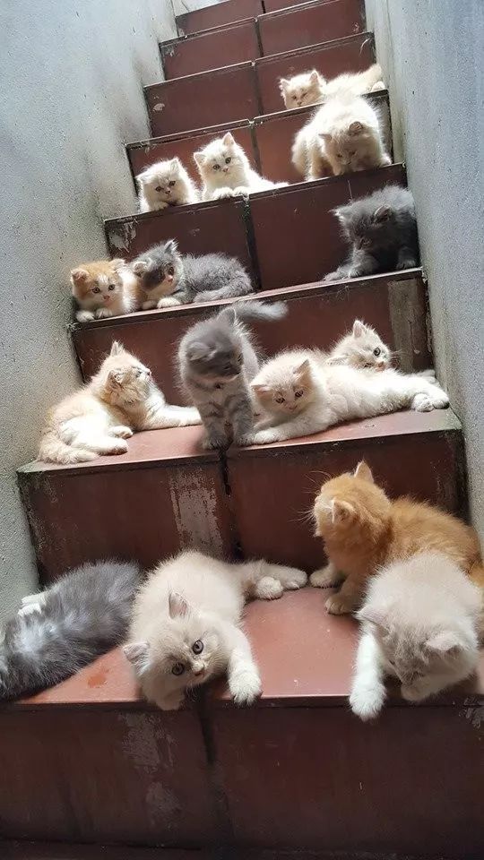 楼梯太久没打扫,竟然长了一堆小奶猫.