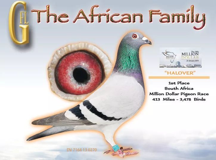 图集邀您欣赏甘纳斯鸽舍的顶级战将