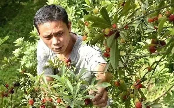 贵阳绿化带上的杨梅惨遭毒手那可是打了药的