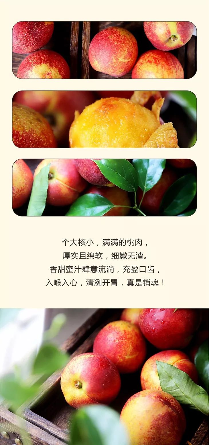 预订 这桃子,口感可以秒杀吃过的所有油桃!