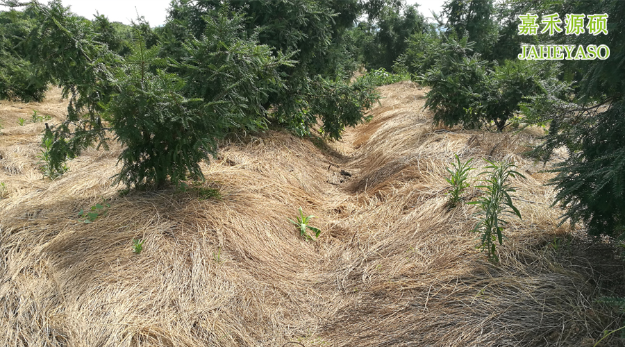 盛夏来临丨果园除草,问题竟然这么多!_果树