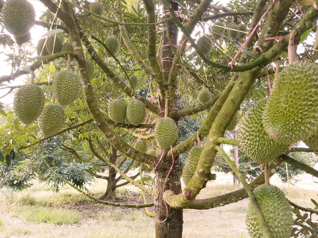 泰国cp金枕榴莲再度驾临郑州卜蜂莲花