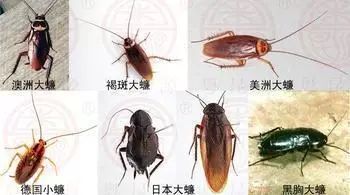 太可怕翔安一女子耳朵里取出蟑螂折磨一夜医生说虫子入耳记得要先