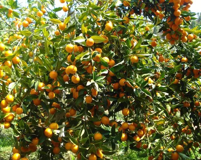 阿里巴巴集团精英团队莅临融安县调研金桔产业发展