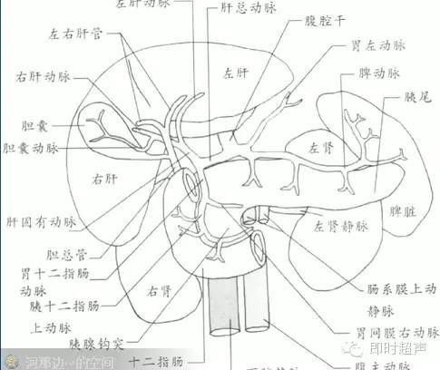 胆囊毗邻解剖图图片