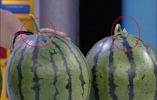 原创老瓜农说漏嘴:西瓜也要分公母,3个小妙招教你轻松辨别西瓜公母