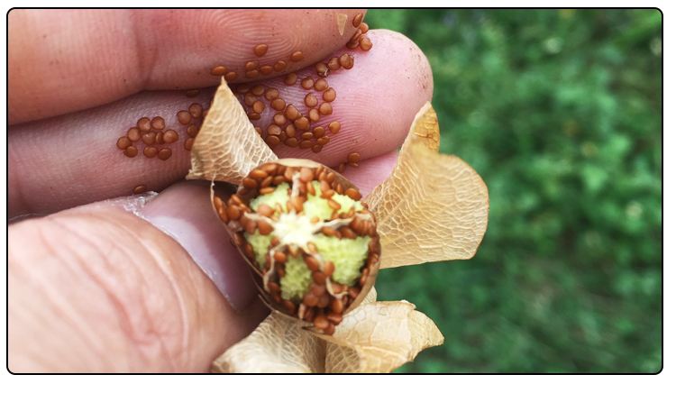 又叫冰粉籽系假酸浆的种子,为茄科一年生草本植物,原产于秘鲁