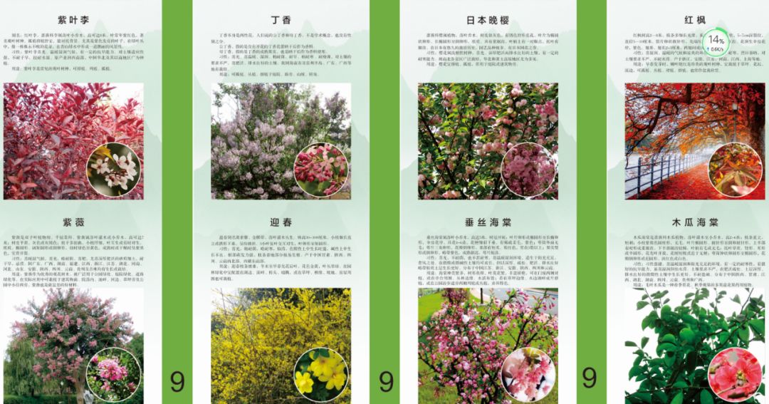 展板以知识性和趣味性相结合,使市民对园林植物有一个更加全面和深度