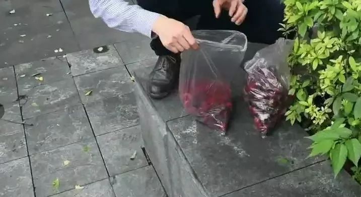 贵阳绿化带上的杨梅惨遭毒手那可是打了药的