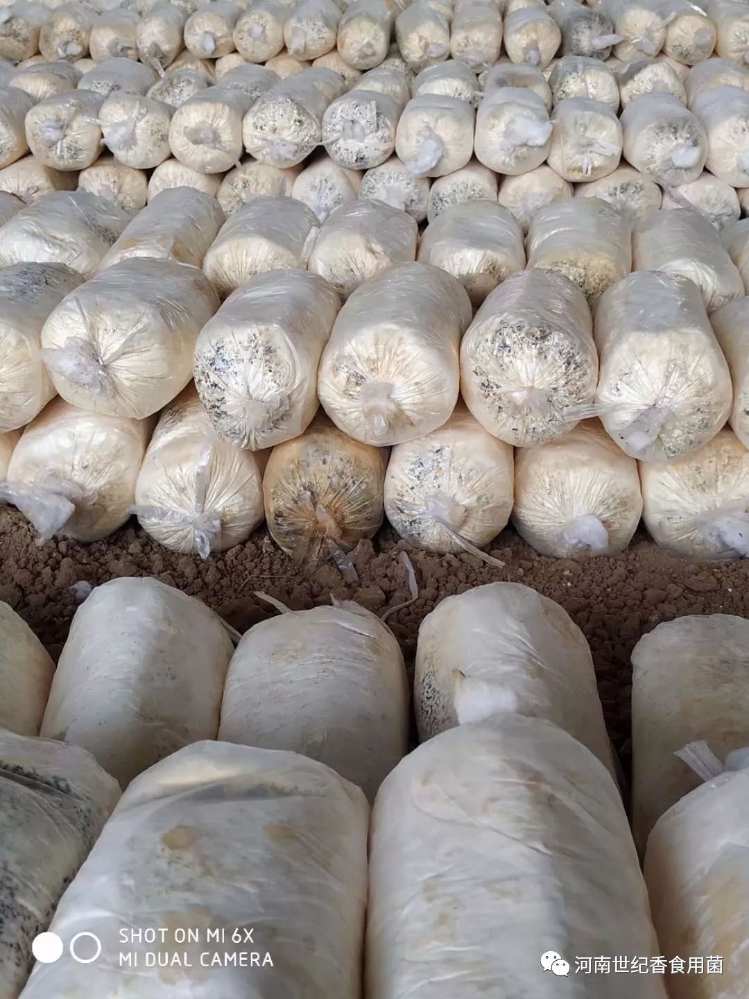 玉米芯栽培平菇注意事项