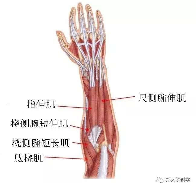 腕伸肌位置图图片