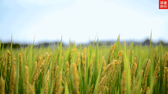 因此在水稻播种前应做好精选种子工作,汰除混杂在稻种中的杂草种子