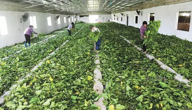 珠海帮扶马水镇引进新技术升级桑蚕产业,年产值达1500万元