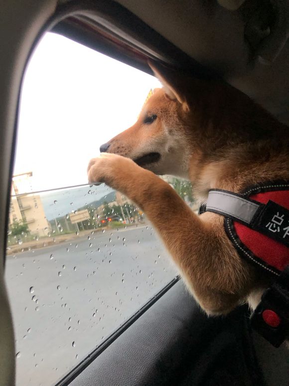 柴犬低头看镜头表情包图片