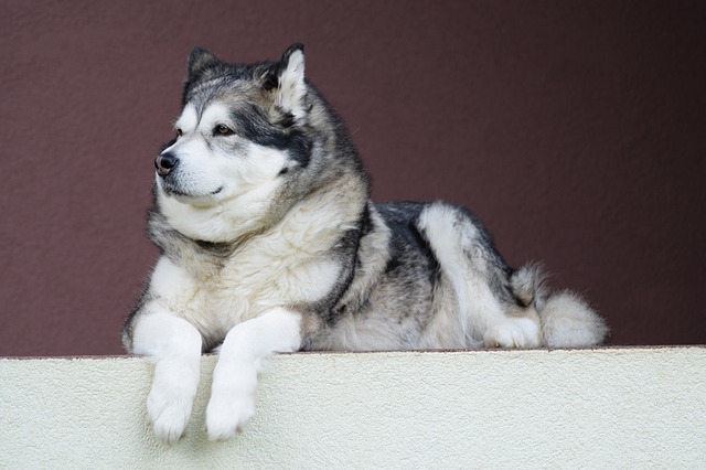 阿拉斯加雪橇犬發情怎麼辦阿拉斯加發情護理攻略