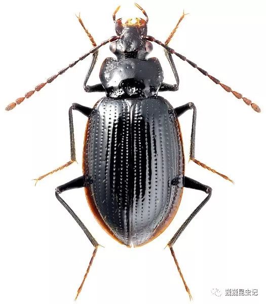 虫谱大观觅葬甲