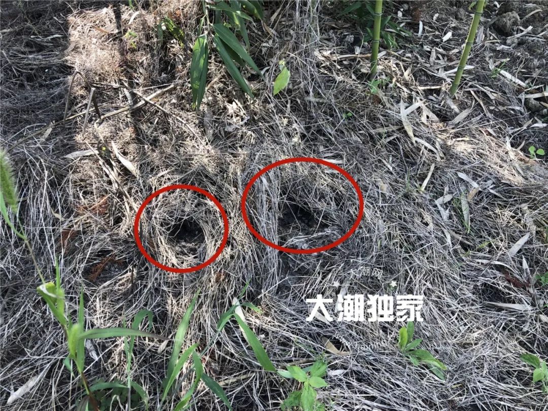 废弃养猪棚的地下空间几乎已经被拱得四通八达了抓捕人员一个个洞找