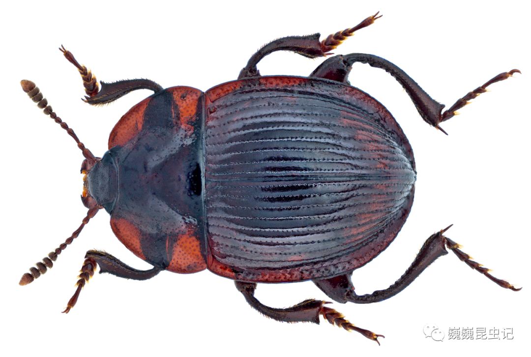 虫谱大观觅葬甲