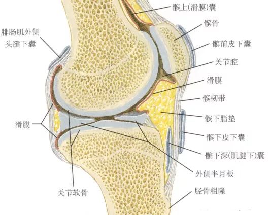 股骨髁在哪个位置图片图片