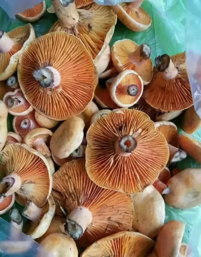 宁远大雨过后山上又长枞树菇了大家快来捡