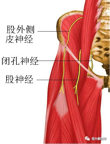 股神经分布图图片